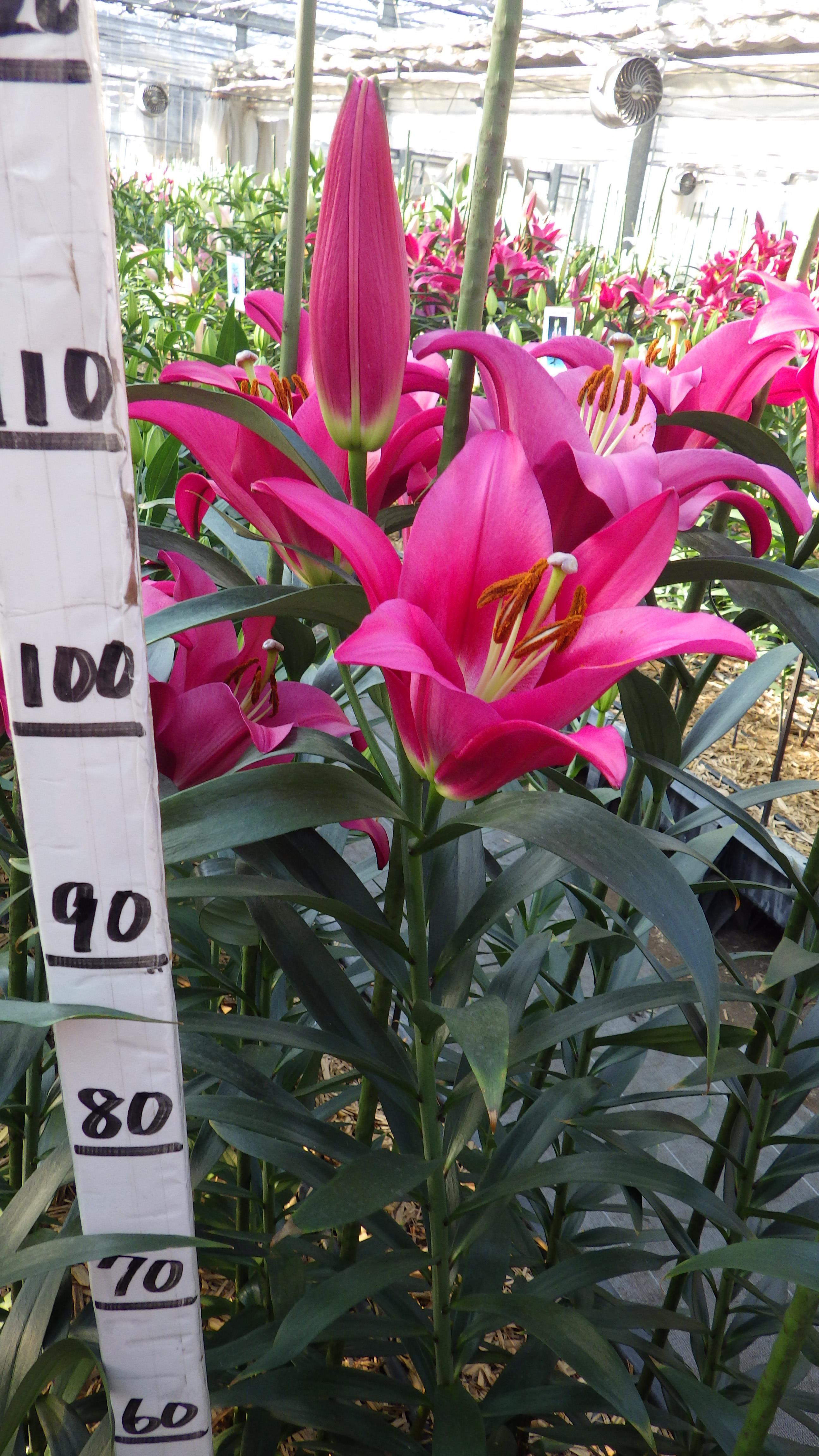 ピュアパッション